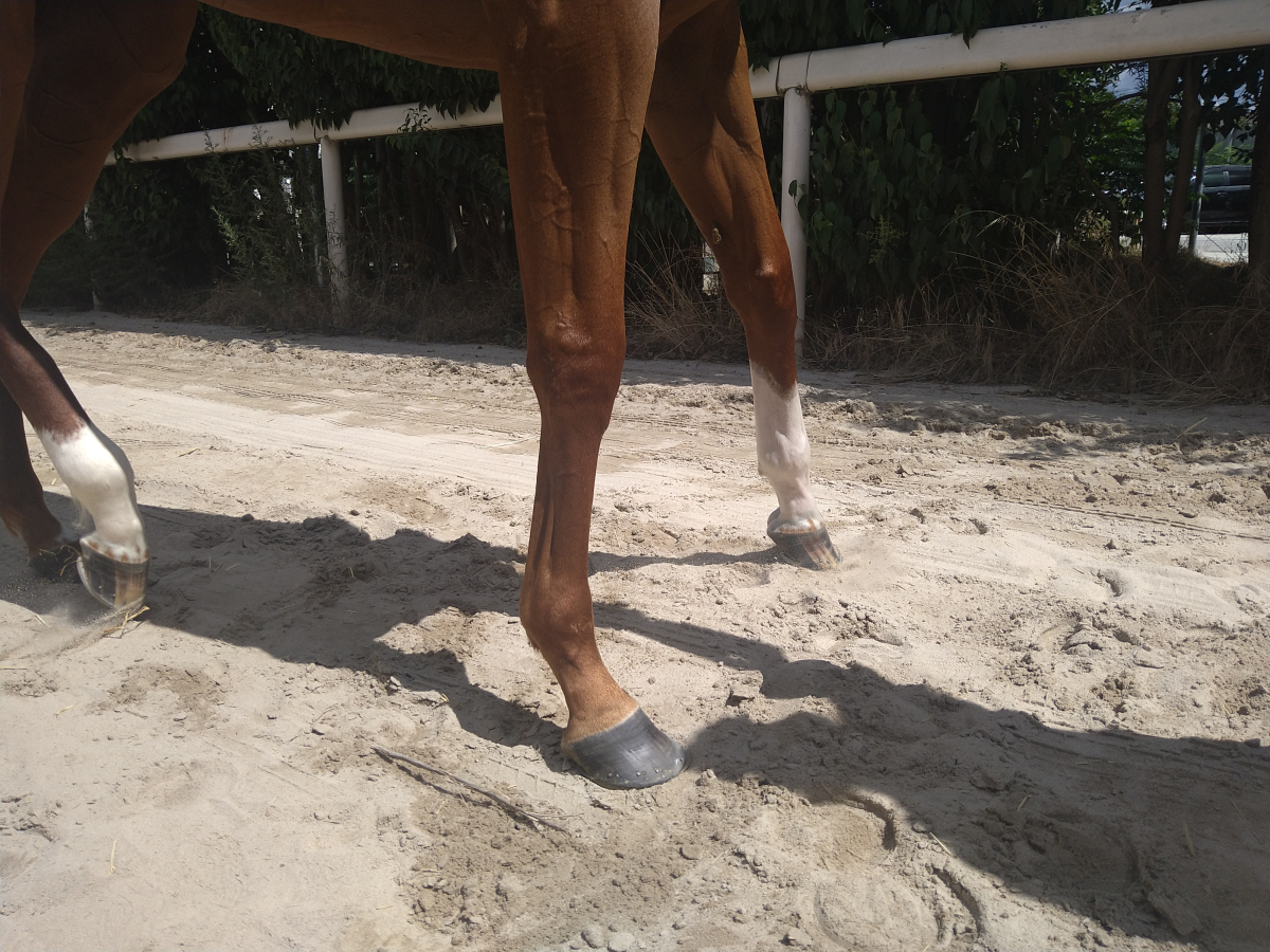 廃競馬場巡礼　　帯付き初版本　希少品 楽天市場】【ふるさと納税】 競走馬 支援 50万円 コース 黒潮友