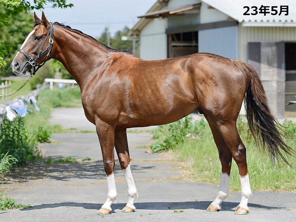 アスリエル 牡4歳 ※地方競馬 在籍 | サラブレッドオークション