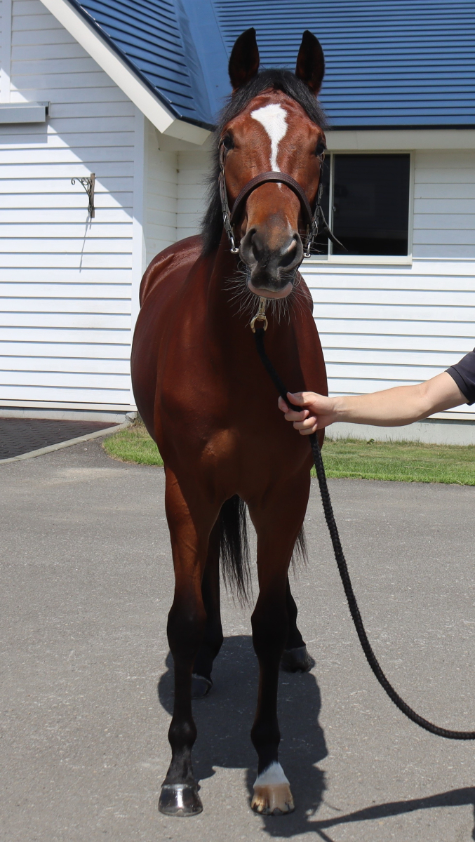 ワイの21 牝2歳 ※育成馬（未登録の2歳馬） | サラブレッドオークション