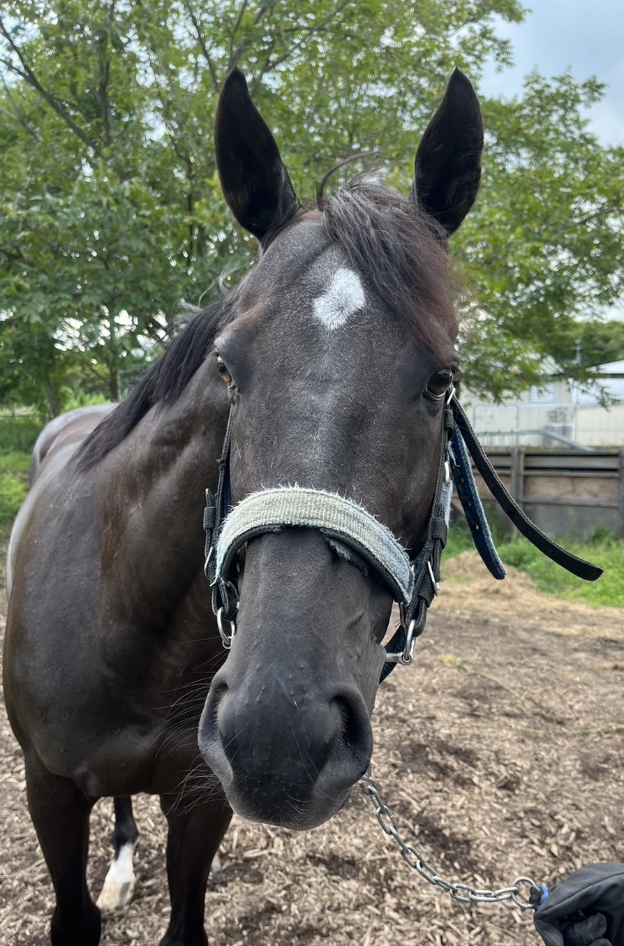 エルプシャフト 牡10歳 ※地方競馬 在籍 | サラブレッドオークション エルプシャフト 牡10歳 ※地方競馬 在籍 | サラブレッドオークション