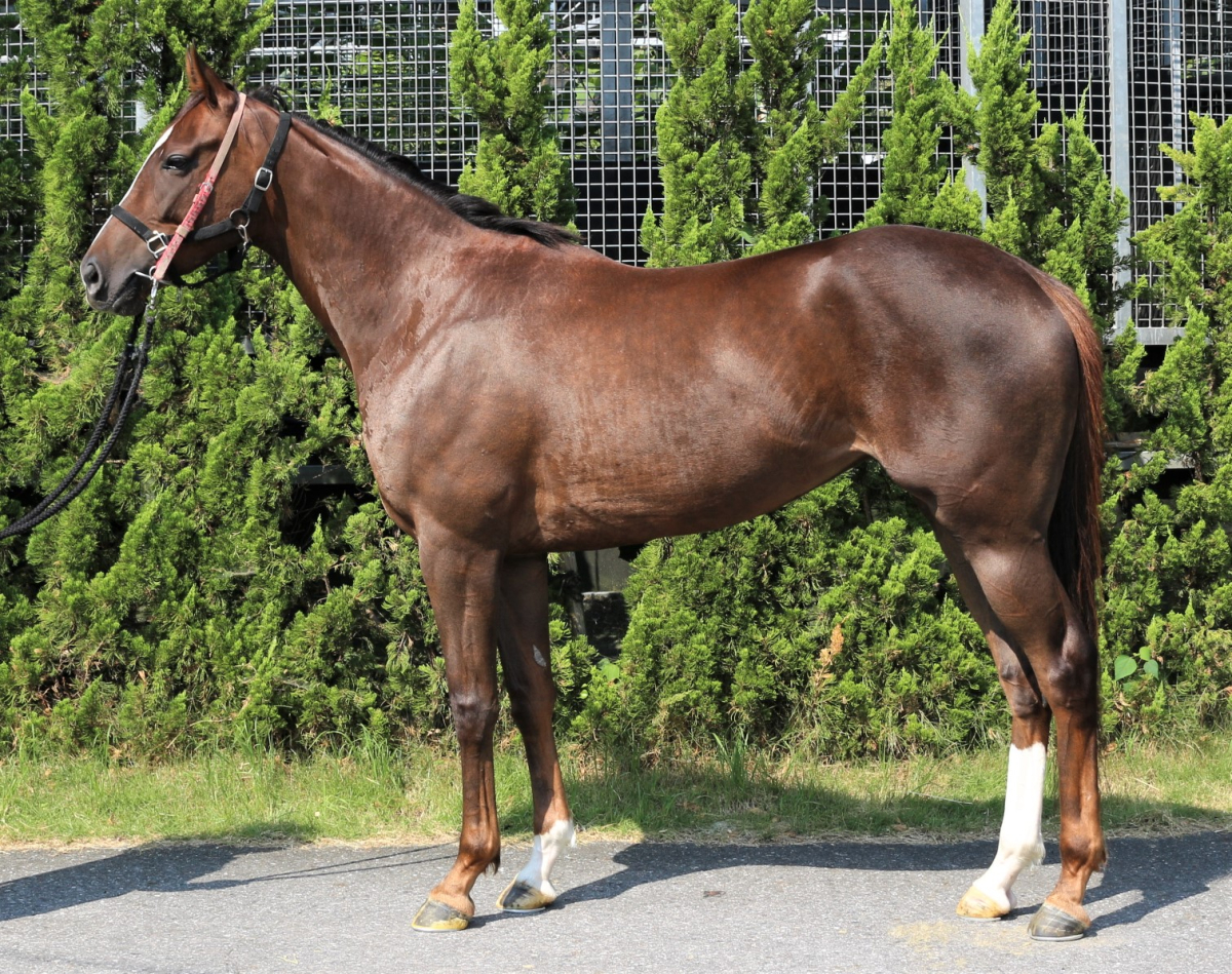 2017年生産全国馬名簿』発刊（JBBA） | ニュース | 競馬ブック