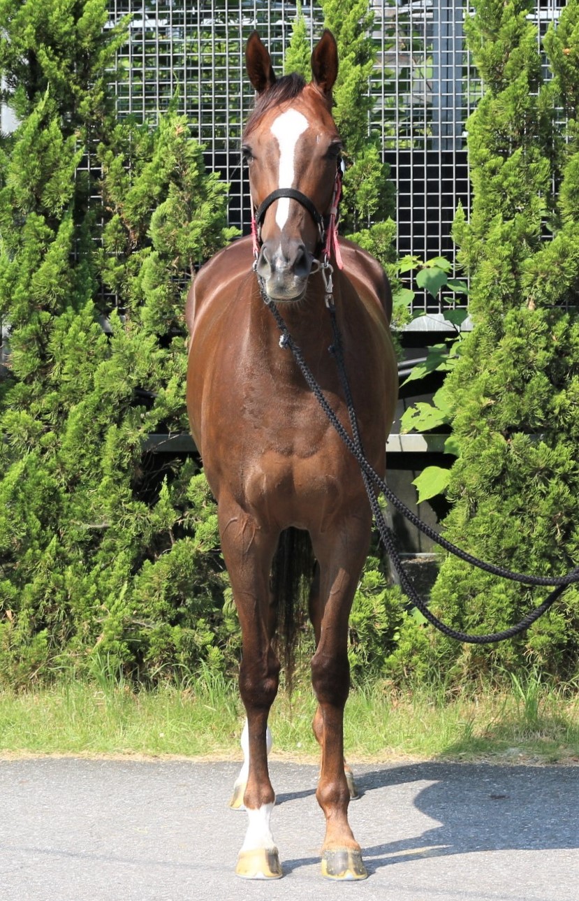 サニーバローズ 牝4歳 ※繁殖牝馬(空胎) | サラブレッド サニーバローズ 牝4歳 ※繁殖牝馬(空胎) | サラブレッド