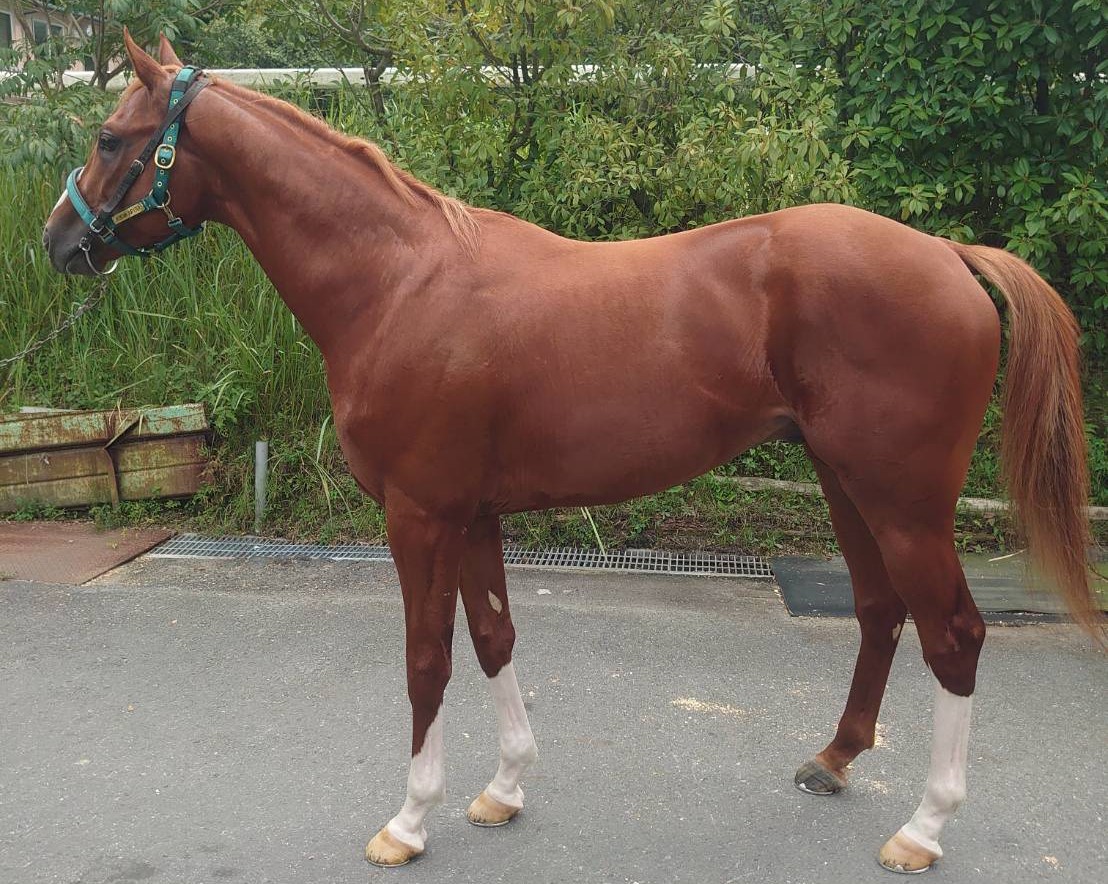 アルベルト 牡3歳 ※中央競馬 登録抹消 | サラブレッドオークション