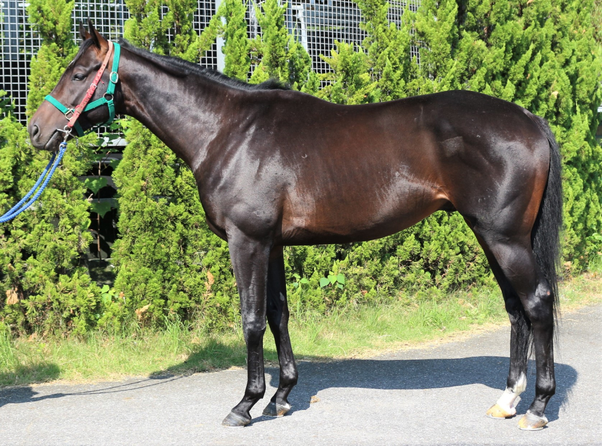 インサラー 牡３歳 ※中央競馬 登録抹消 | サラブレッドオークション