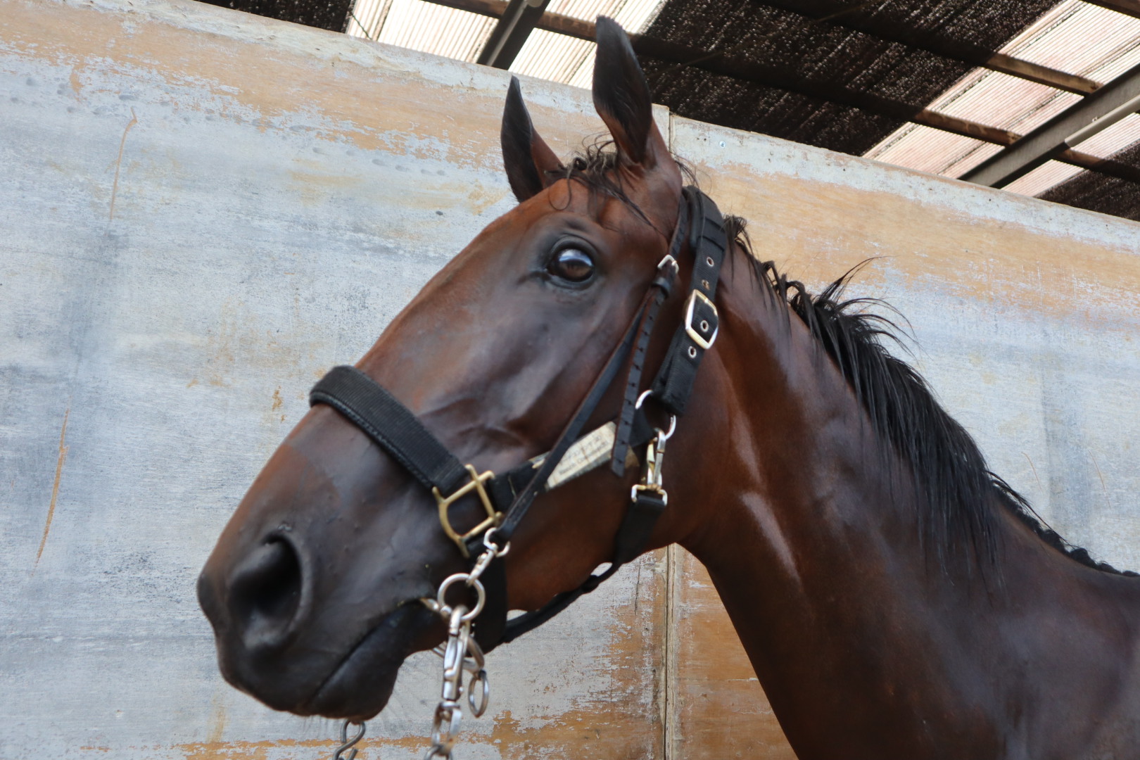 2025年最新】Yahoo!オークション -競馬 本の中古品・新品・未