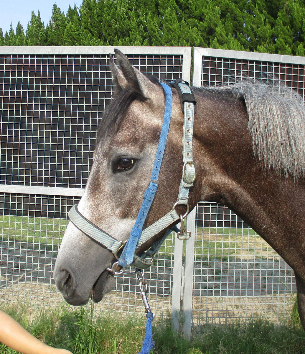 ルジマトフ セン3歳 ※中央競馬 登録抹消 | サラブレッド
