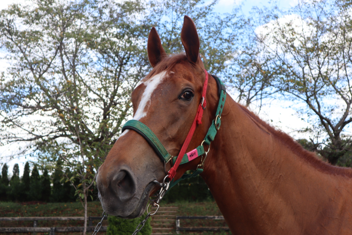 サヴィトリ 牝3歳 ※中央競馬 登録抹消 サラブレッドオークション