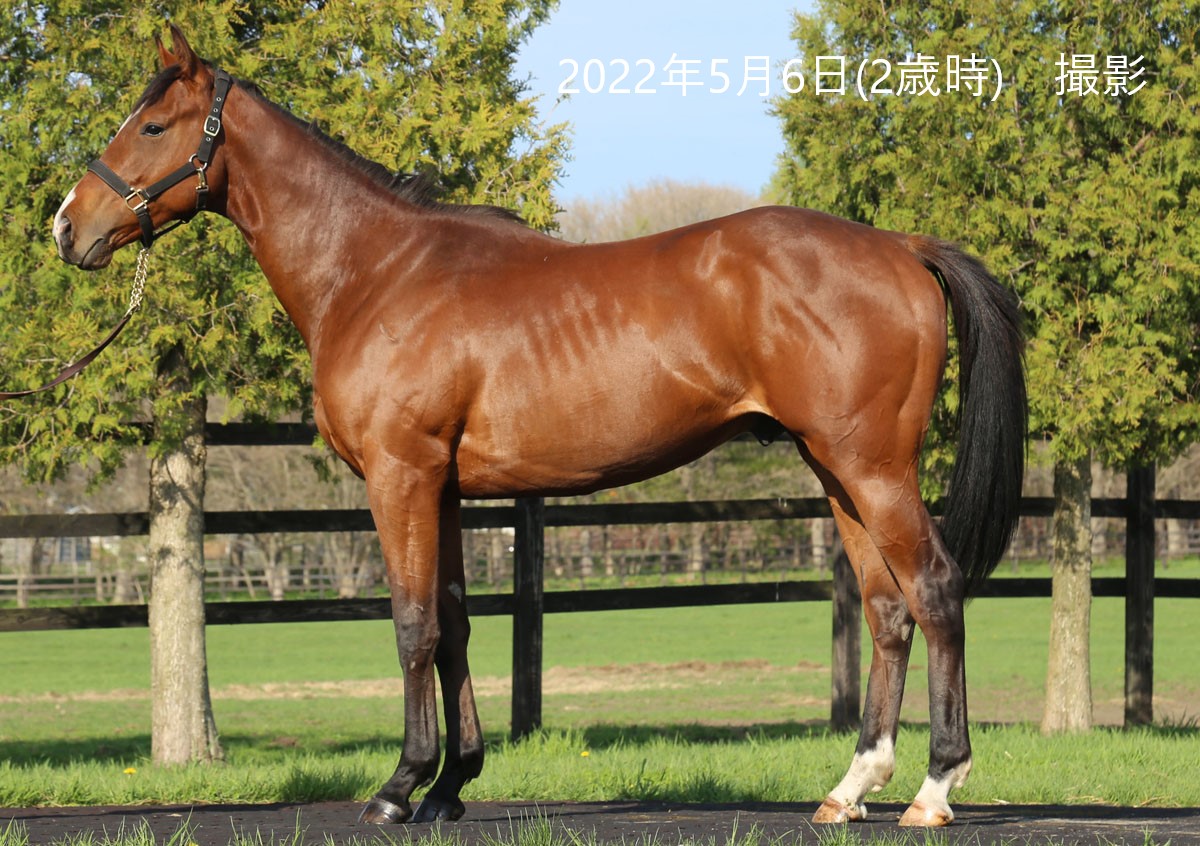 ドラヴァイト 牡3歳 ※中央競馬 登録抹消 | サラブレッド ドラヴァイト 牡3歳 ※中央競馬 登録抹消 | サラブレッド