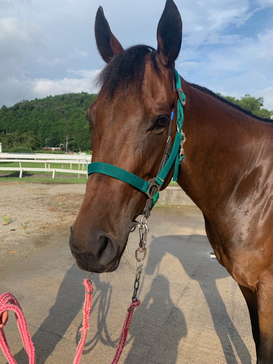 テーオーアラジン 牝４歳 ※中央競馬 登録抹消 | サラブレッドオークション