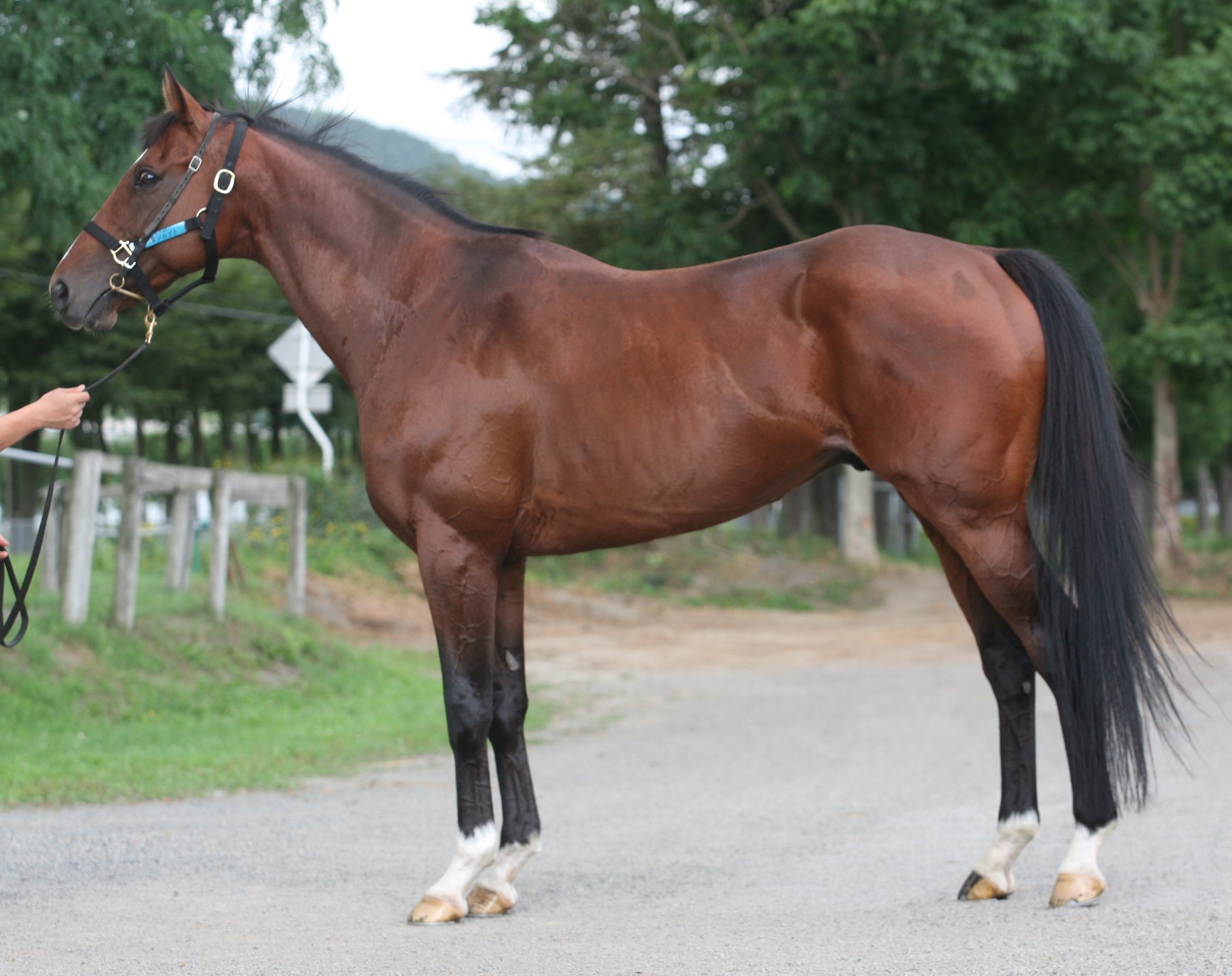 ヌンカプト 牡６歳 ※中央競馬 登録抹消 | サラブレッドオークション