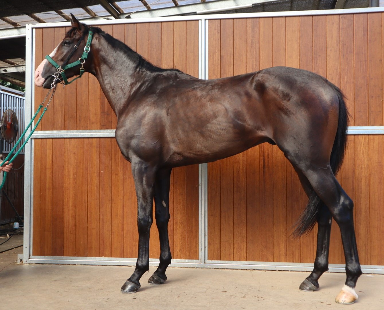 ラッキータリスマン 牡３歳 ※中央競馬 登録抹消 | サラブレッド