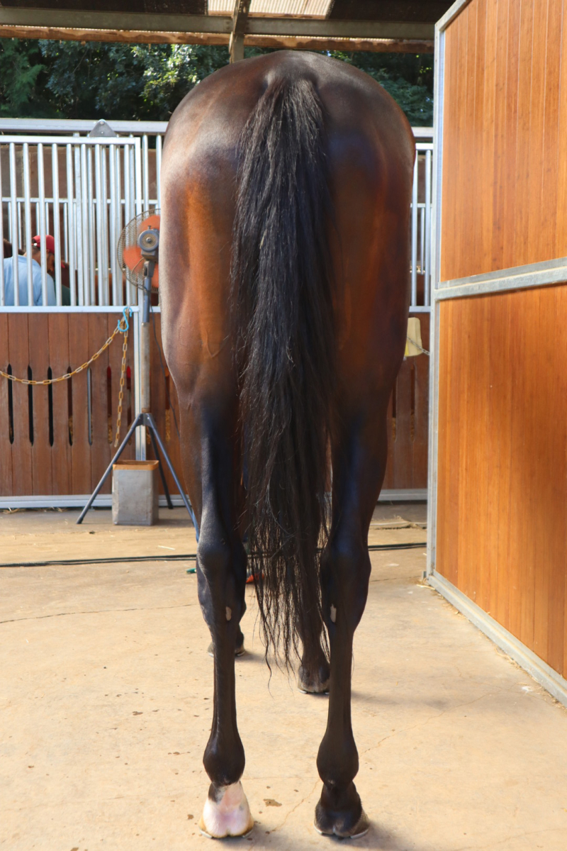 ラッキータリスマン 牡３歳 ※中央競馬 登録抹消 | サラブレッド