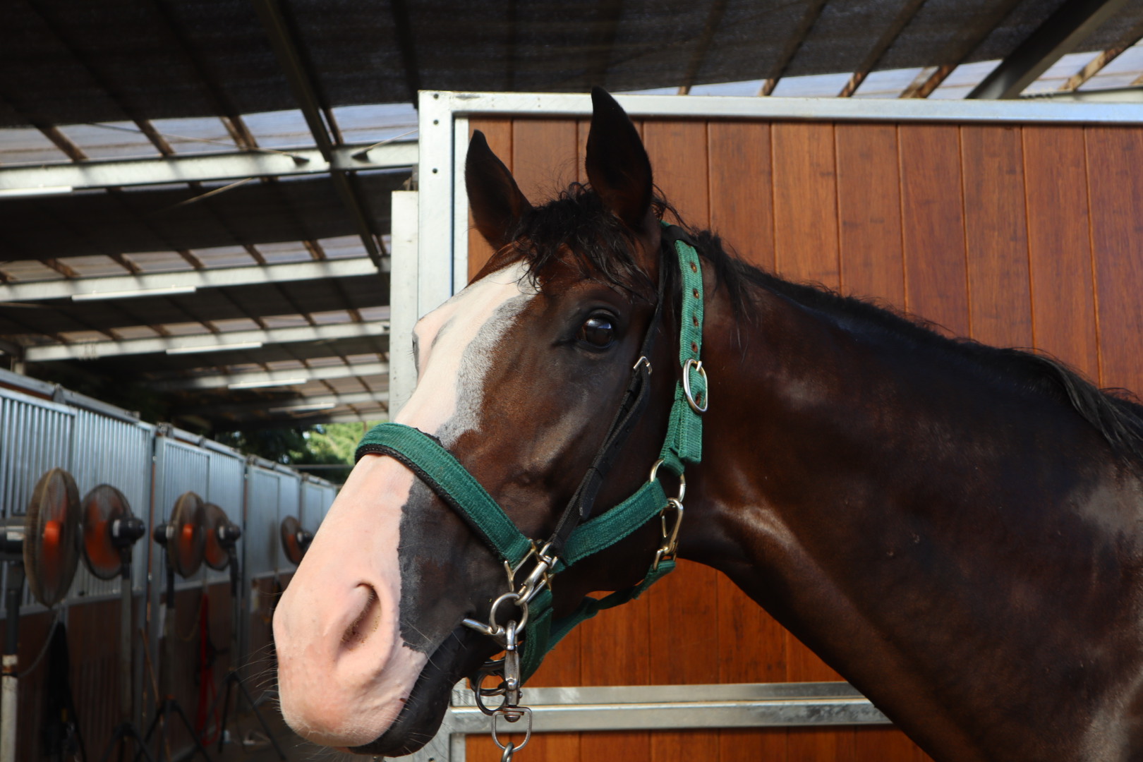 ラッキータリスマン 牡３歳 ※中央競馬 登録抹消 | サラブレッド