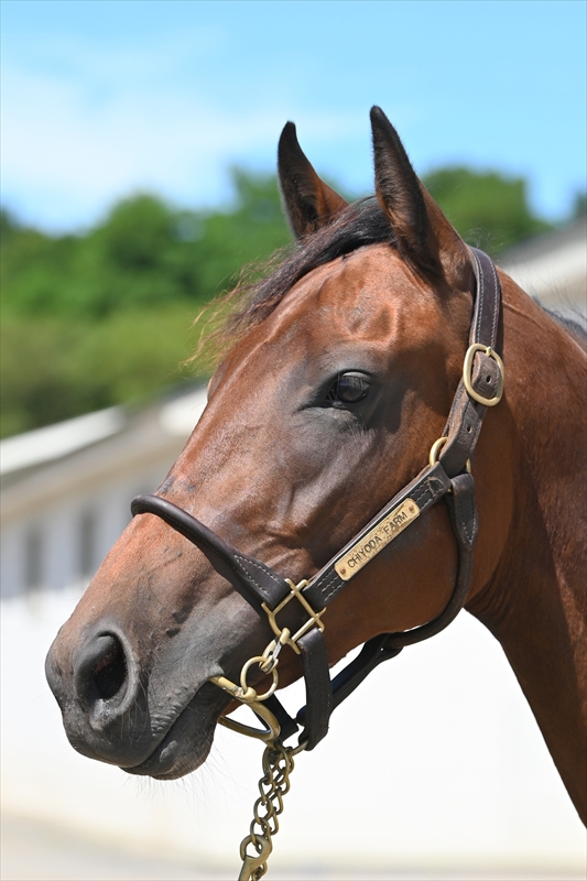 ダノンエレガントの21 牝2歳 ※育成馬（未登録の2歳
