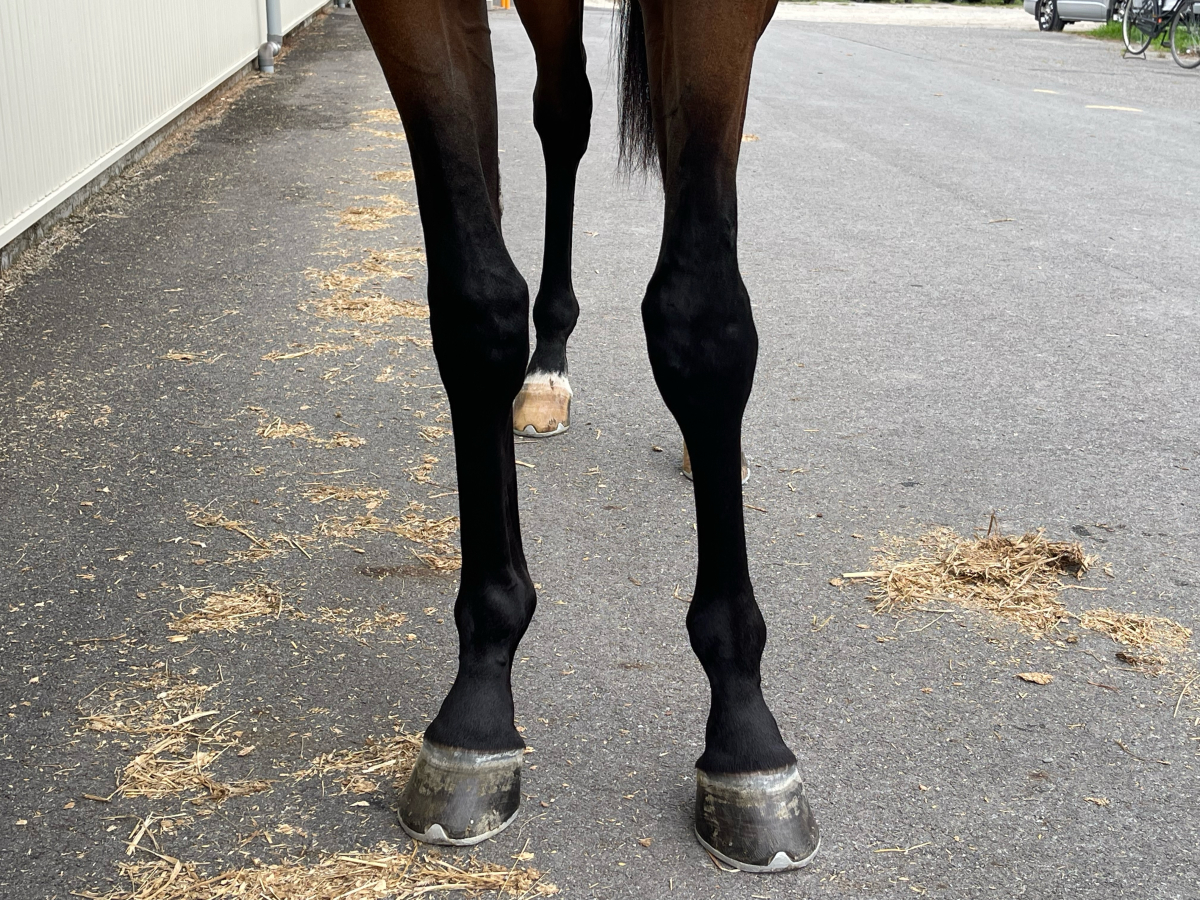 ヒマワリクン 牡2歳 ※中央競馬 登録抹消 | サラブレッドオークション