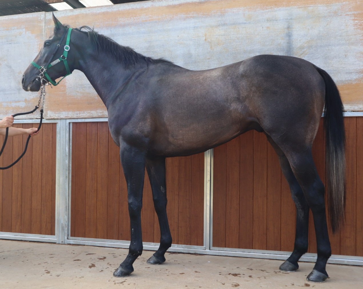 スティールウィル 牡3歳 ※中央競馬 登録抹消 | サラブレッド