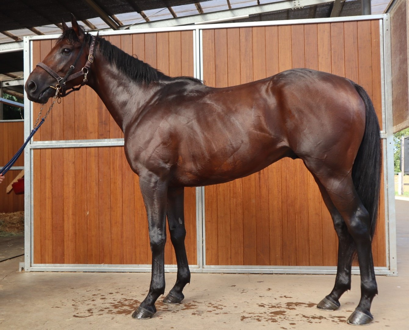 ソルデベラーノ 牡3歳 ※中央競馬 登録抹消 | サラブレッド
