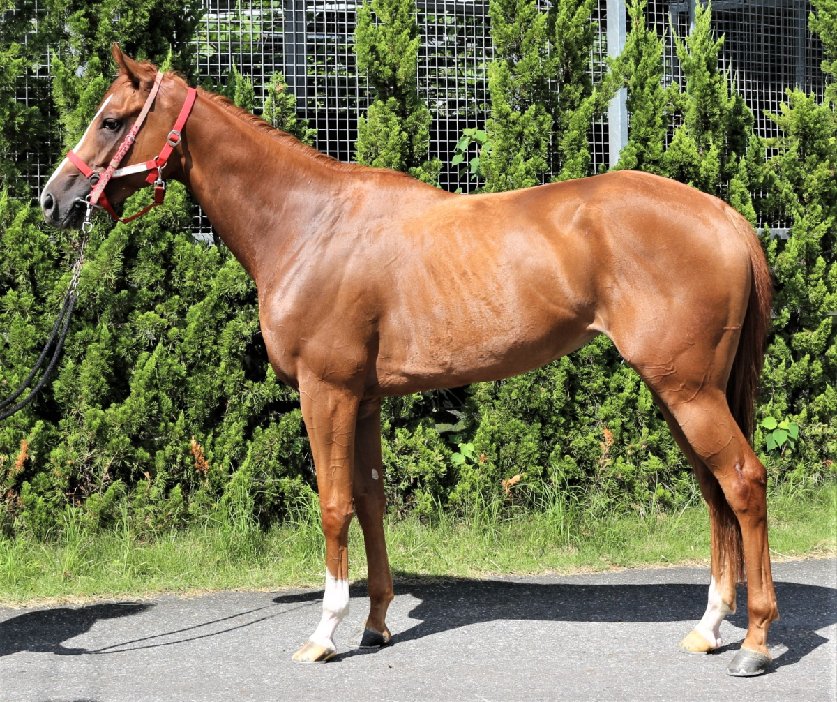 ロックジャム 牝３歳 ※中央競馬 登録抹消 | サラブレッドオークション