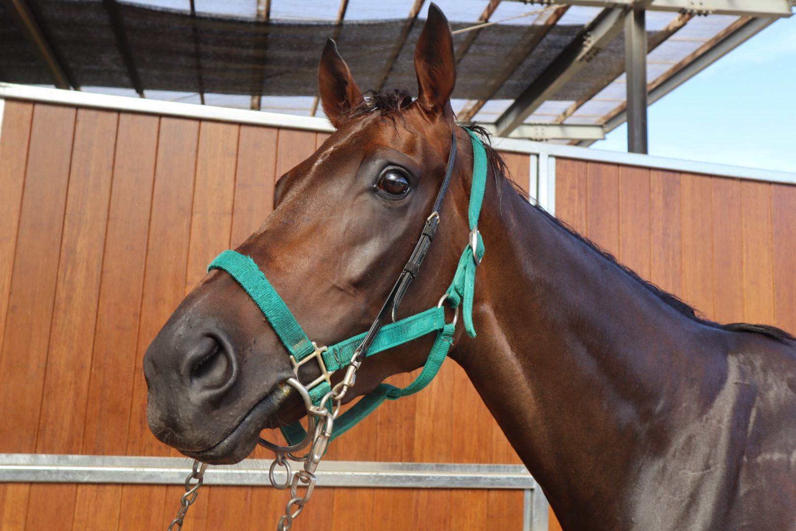 ミニストリー 牝3歳 ※中央競馬 登録抹消 | サラブレッド