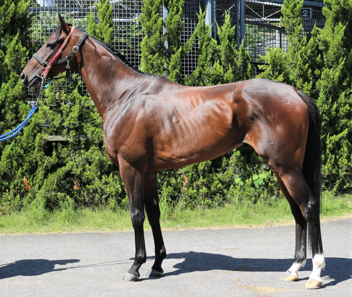 サザンショア　　牝３歳　　※中央競馬　登録抹消_main1