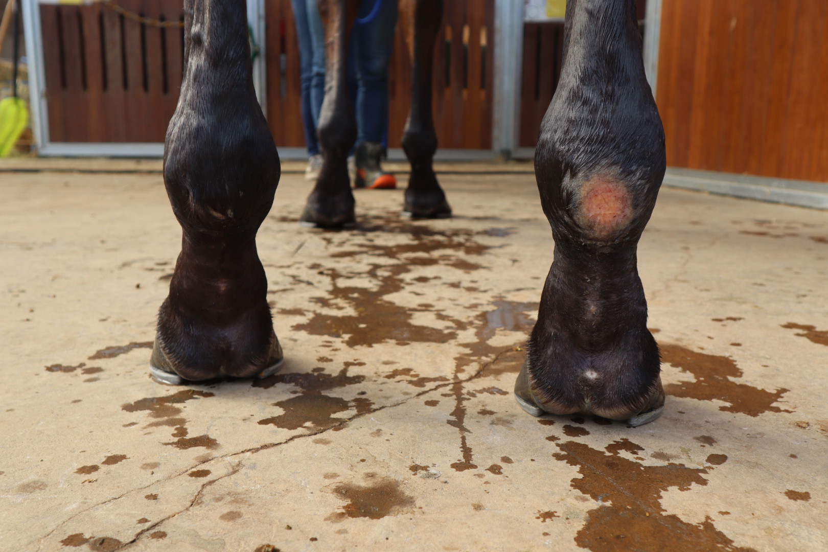 プロテア　スサラ　3輪　① プロテア スサラ 3輪 ①