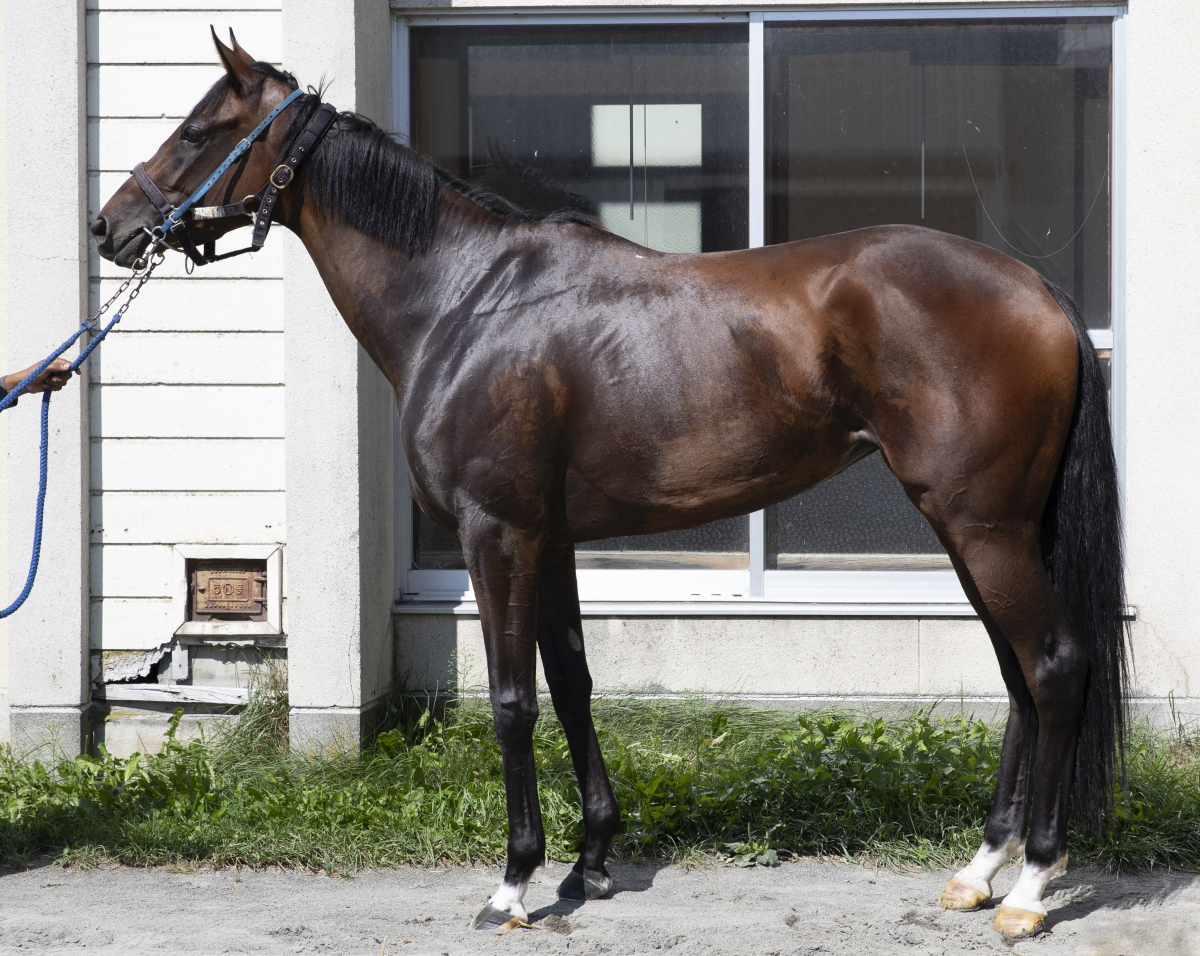 シンデレラワルツ 牝3歳 ※地方競馬 在籍 | サラブレッド
