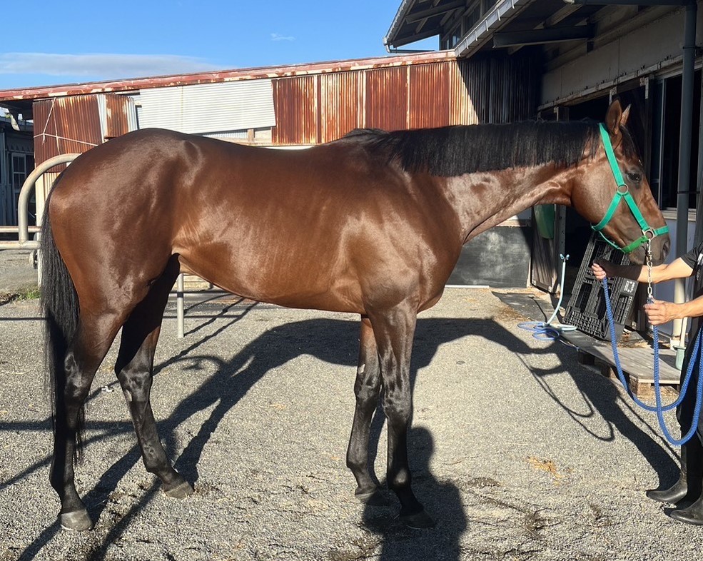 ハーツクライ　キングジョージ　現地アスコット購入馬券　激レア ハーツクライ キングジョージ 現地アスコット購入馬券 激レア