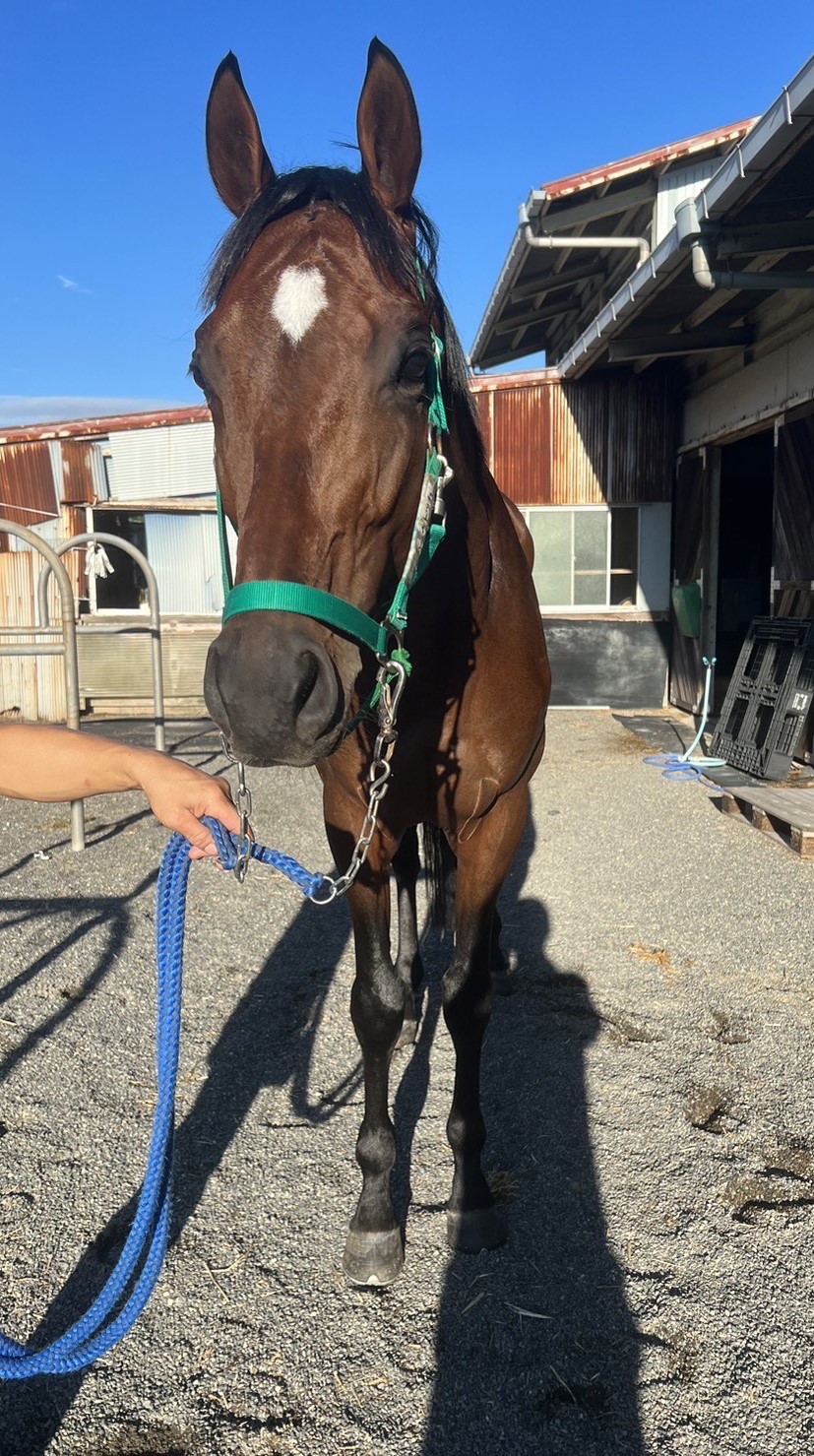 メイショウトツカ 牡4歳 ※地方競馬 在籍 | サラブレッド