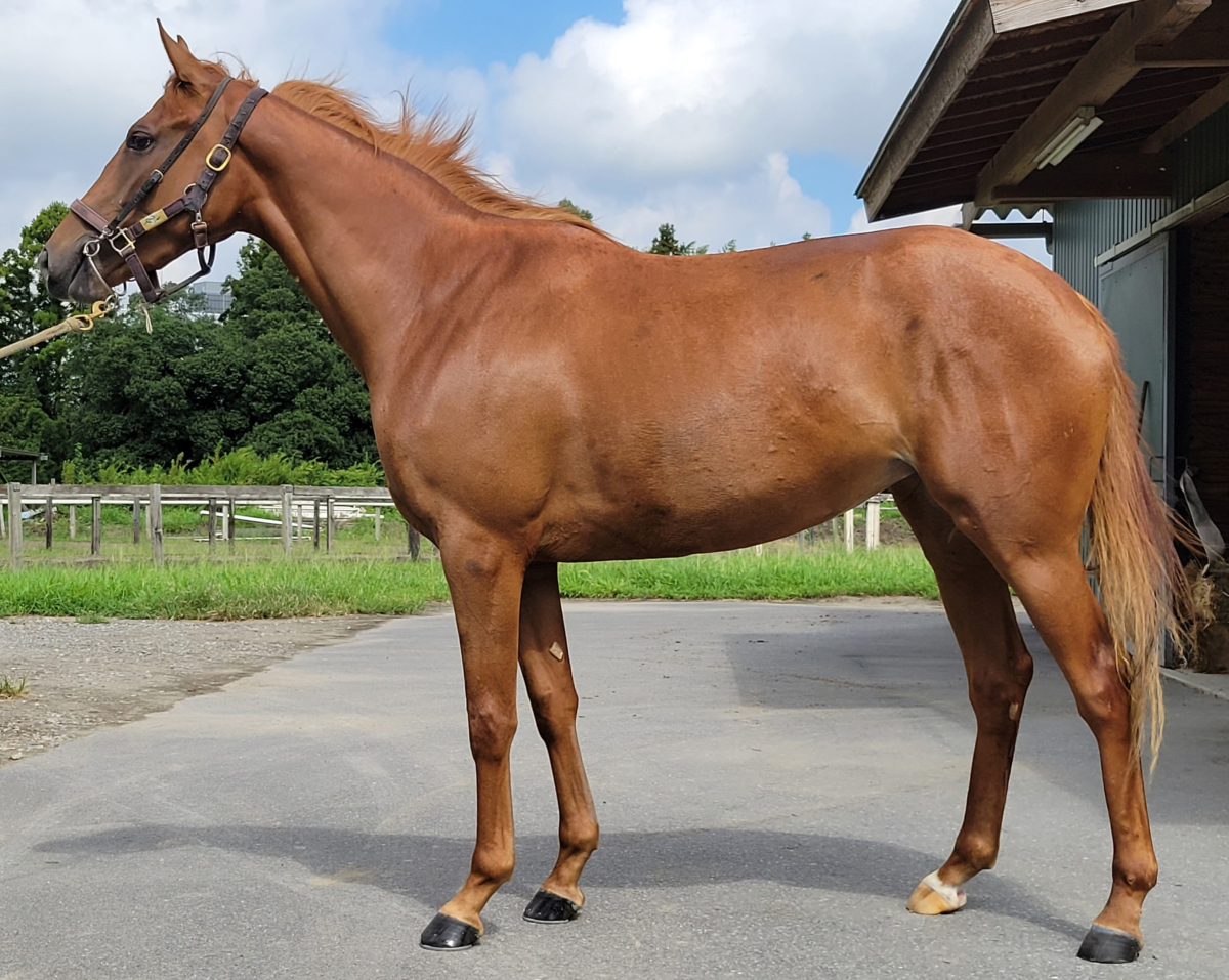 ショウナンハイルの21 牝2歳 ※育成馬（未登録の2歳