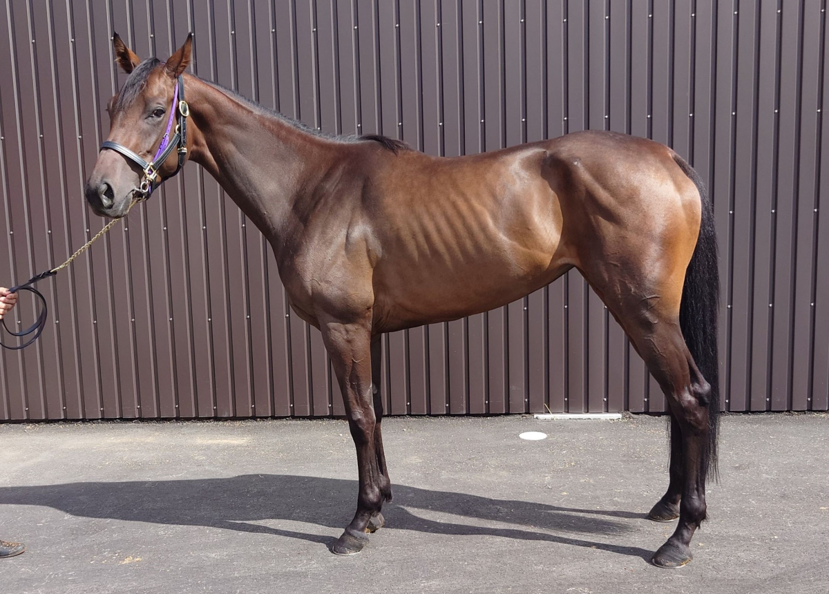 イズジョーノバトン 牝３歳 ※中央競馬 登録抹消 | サラブレッド