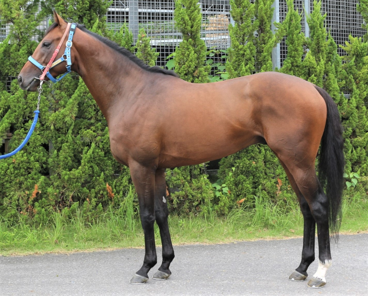 シュタイナー 牡3歳 ※中央競馬 登録抹消 | サラブレッド