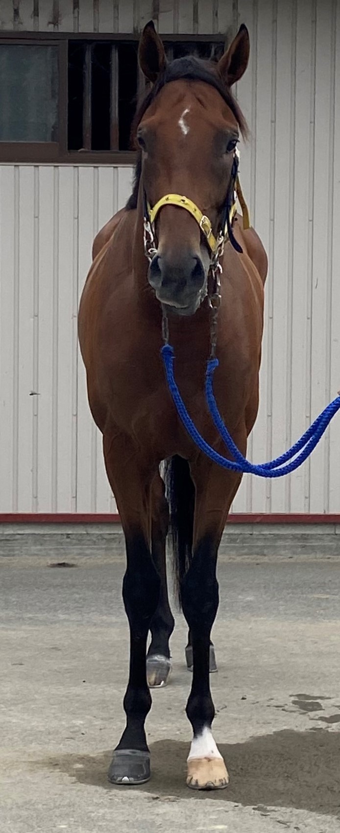 メイショウスイケイ 牡3歳 ※中央競馬 登録抹消 | サラブレッド