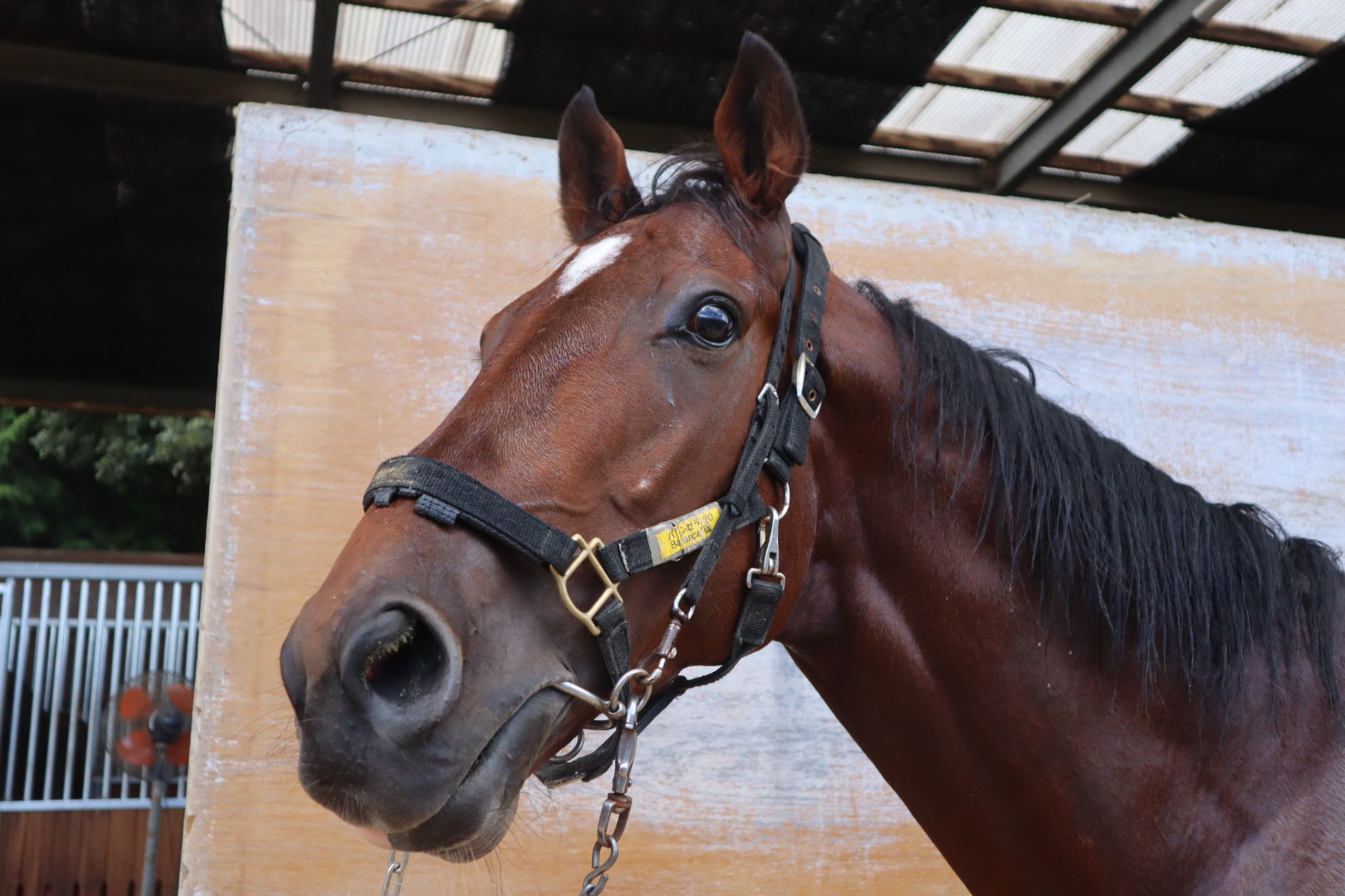 リアルデグニティ 牡3歳 ※中央競馬 登録抹消 | サラブレッド
