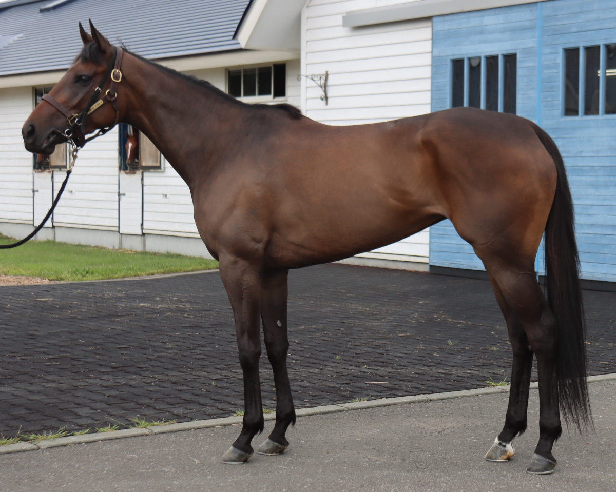 ゼラスエフォーツ 牝３歳 ※中央競馬 登録抹消 | サラブレッドオークション