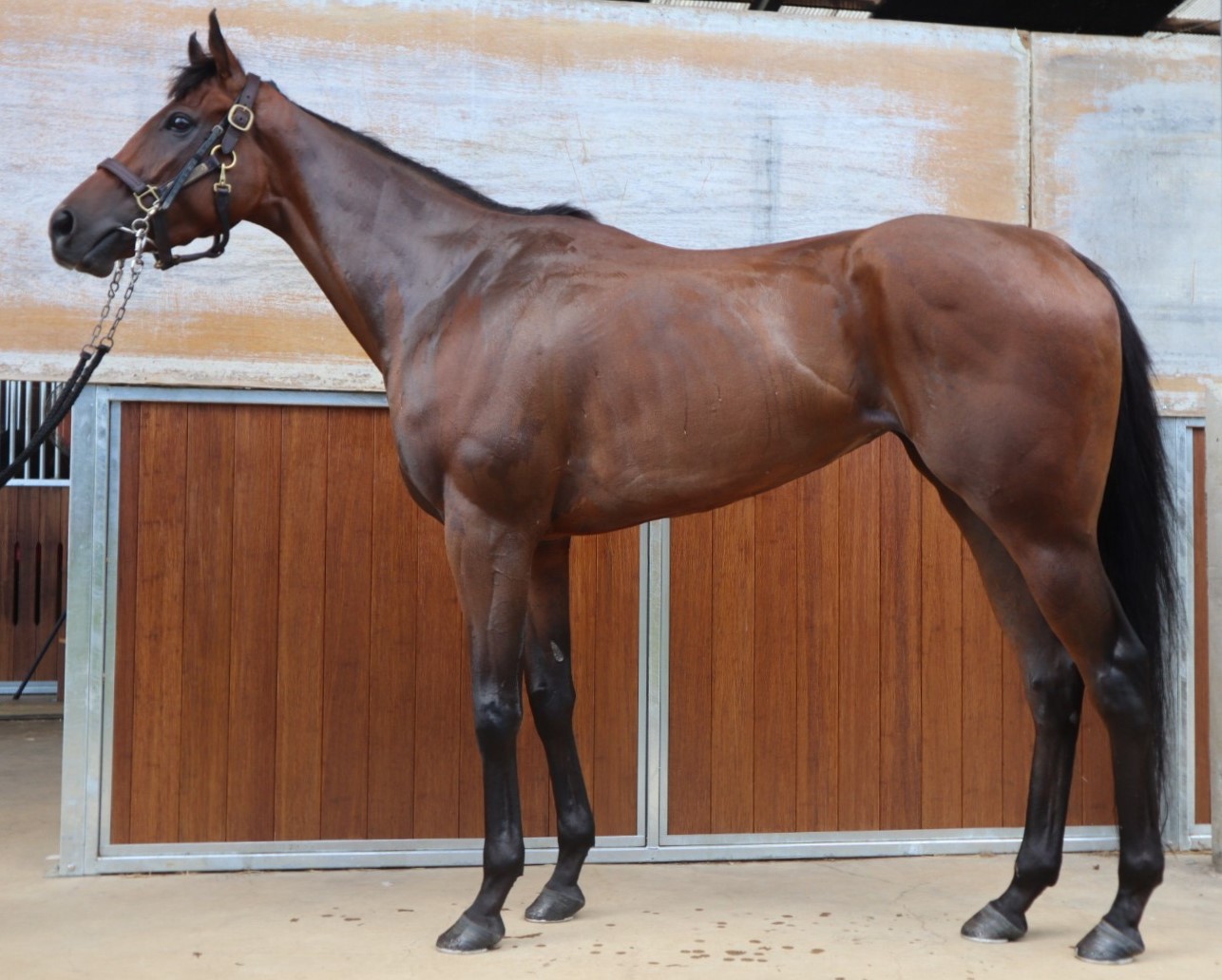 アンクルコンシャス 牝3歳 ※中央競馬 登録抹消 | サラブレッド アンクルコンシャス 牝3歳 ※中央競馬 登録抹消 | サラブレッド