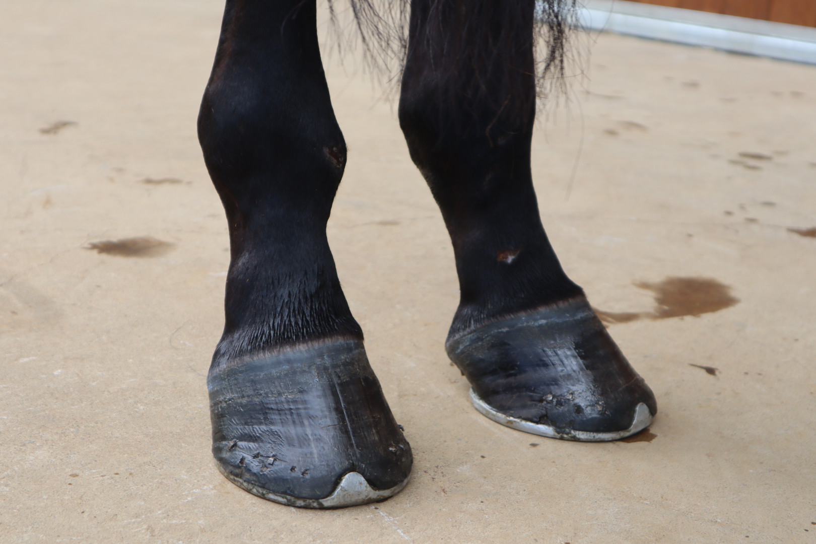アンクルコンシャス 牝3歳 ※中央競馬 登録抹消 | サラブレッド アンクルコンシャス 牝3歳 ※中央競馬 登録抹消 | サラブレッド