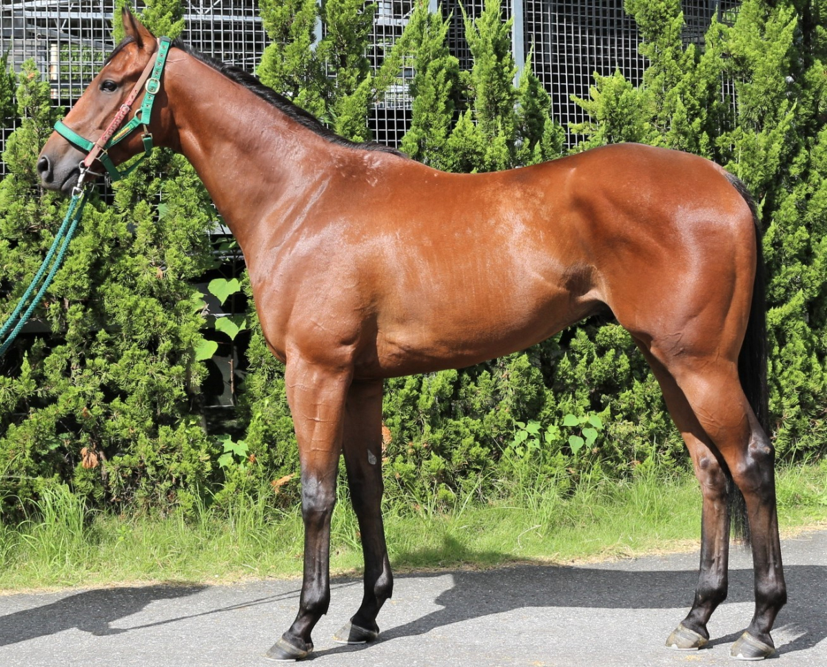 イストロス　　セン３歳　　※中央競馬　登録抹消_main1