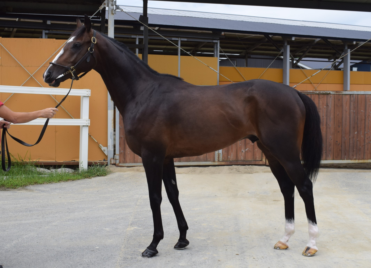 サンライズサラー 牡3歳 ※中央競馬 登録抹消 | サラブレッドオークション