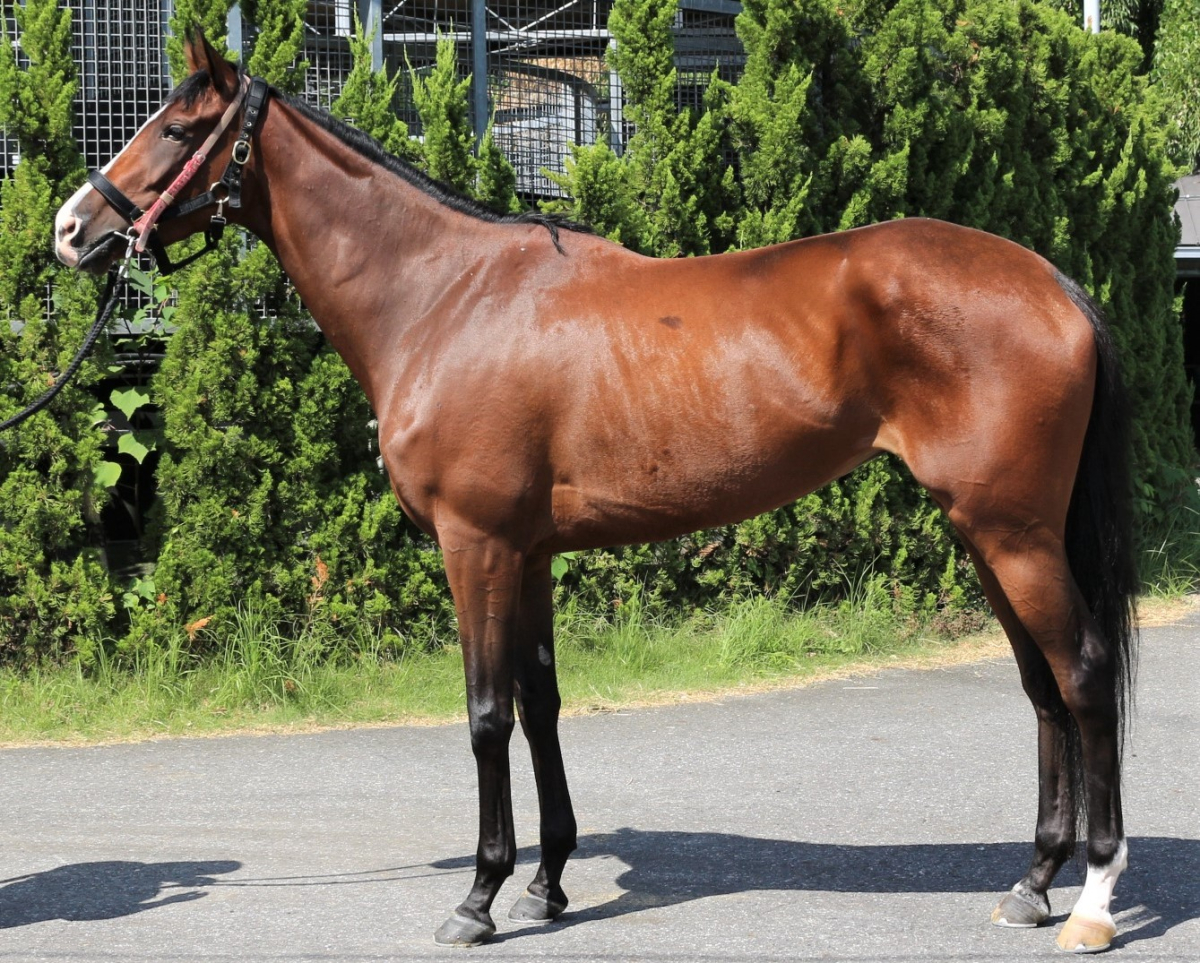 インダイアリー 牝３歳 ※繁殖牝馬（空胎） | サラブレッドオークション