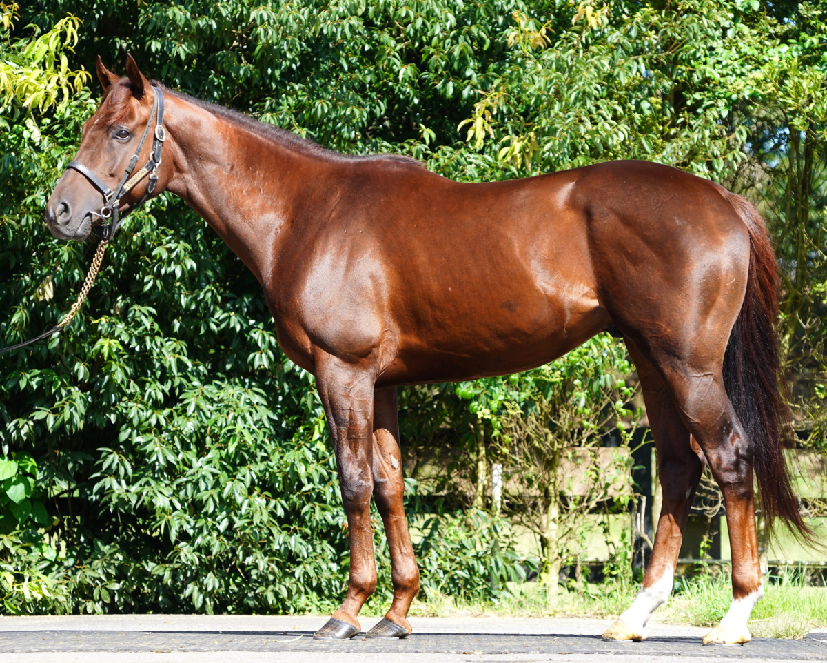 オセアジェネシス 牡３歳 ※中央競馬 登録抹消 | サラブレッドオークション