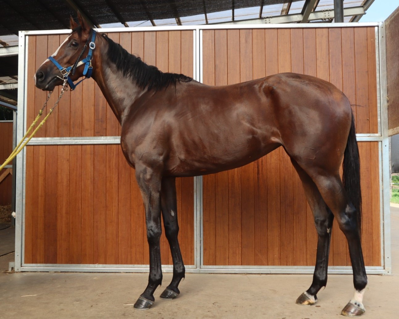 パラダイスシティ 牝3歳 ※中央競馬 登録抹消 | サラブレッド