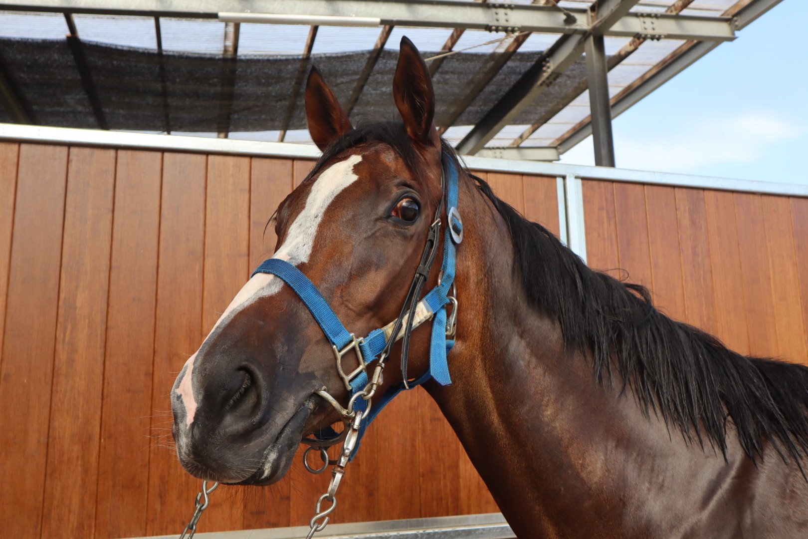 パラダイスシティ 牝3歳 ※中央競馬 登録抹消 | サラブレッド