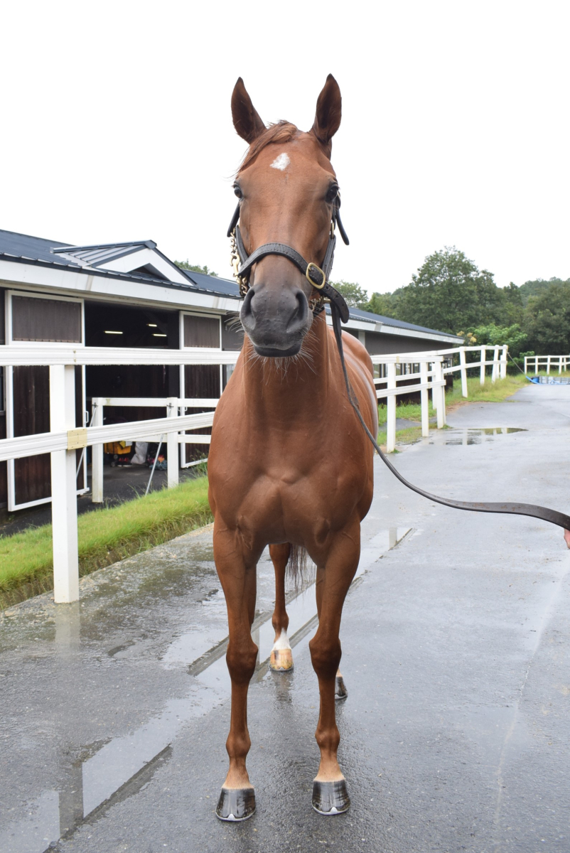 アルティジャナーレ 牝３歳 ※中央競馬 登録抹消 | サラブレッドオークション