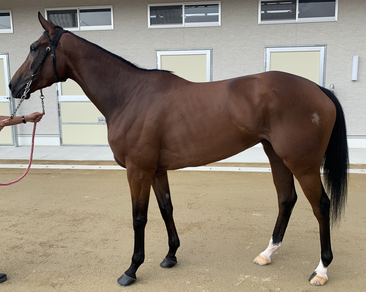 エイシンレミー 牝３歳 ※地方競馬 在籍 | サラブレッドオークション