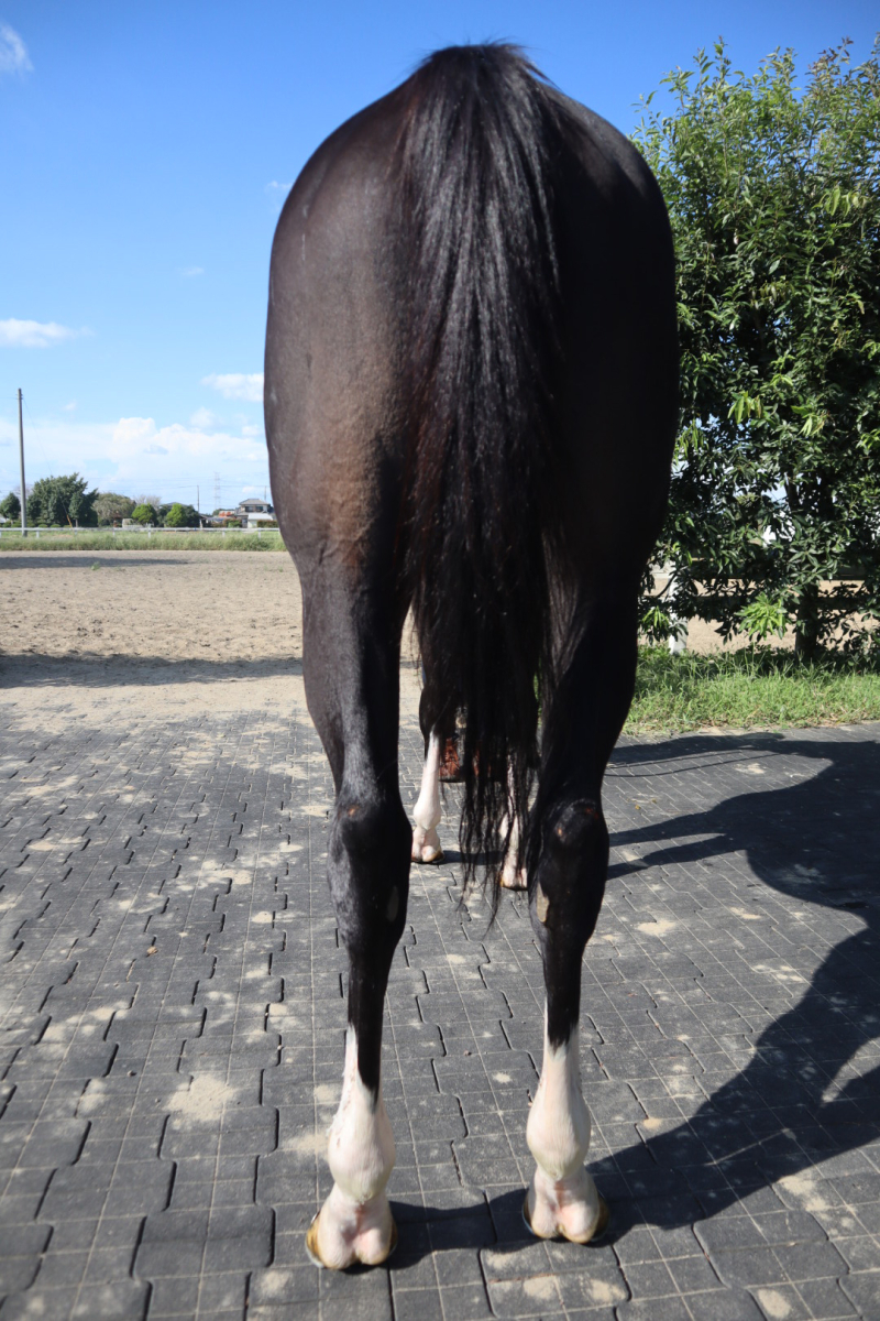 馬のくら 馬のくら