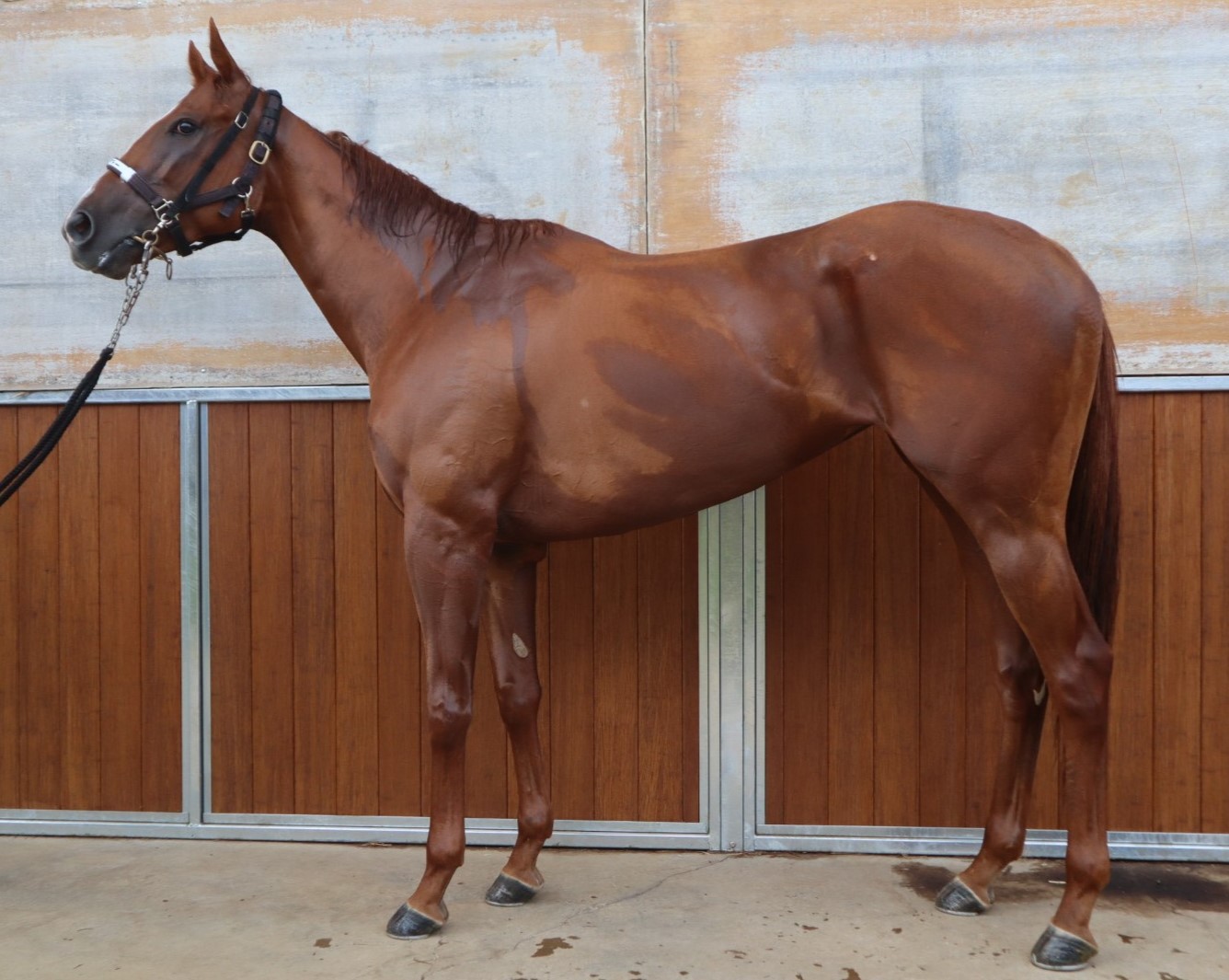 アプサラー 牝４歳 ※中央競馬 登録抹消 | サラブレッドオークション