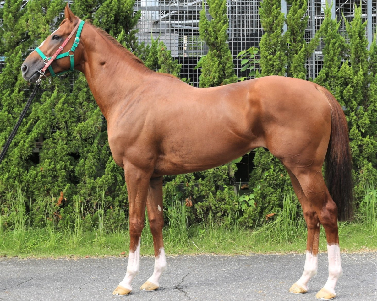 モズジャックポット 牡４歳 ※中央競馬 登録抹消 | サラブレッドオークション