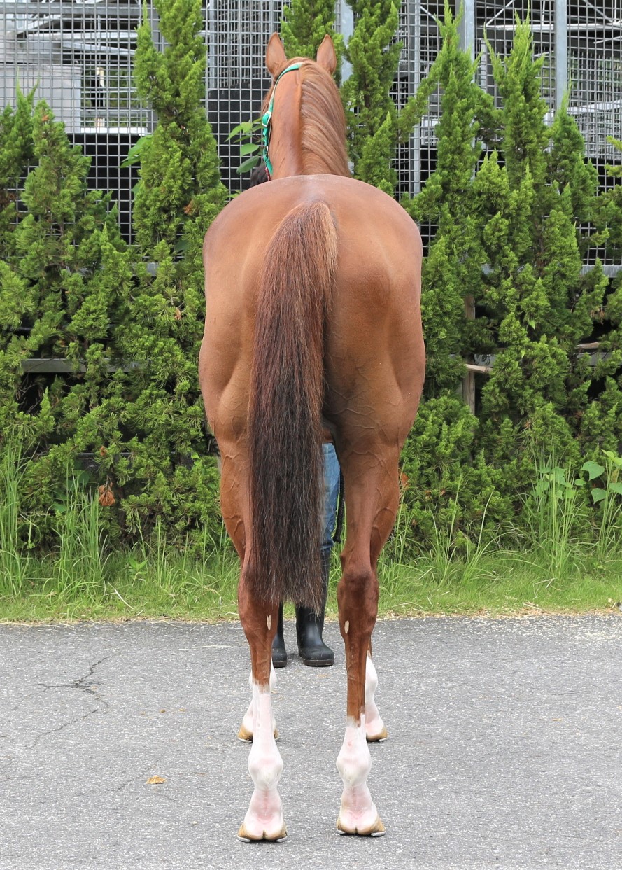 モズジャックポット 牡4歳 ※中央競馬 登録抹消 | サラブレッド