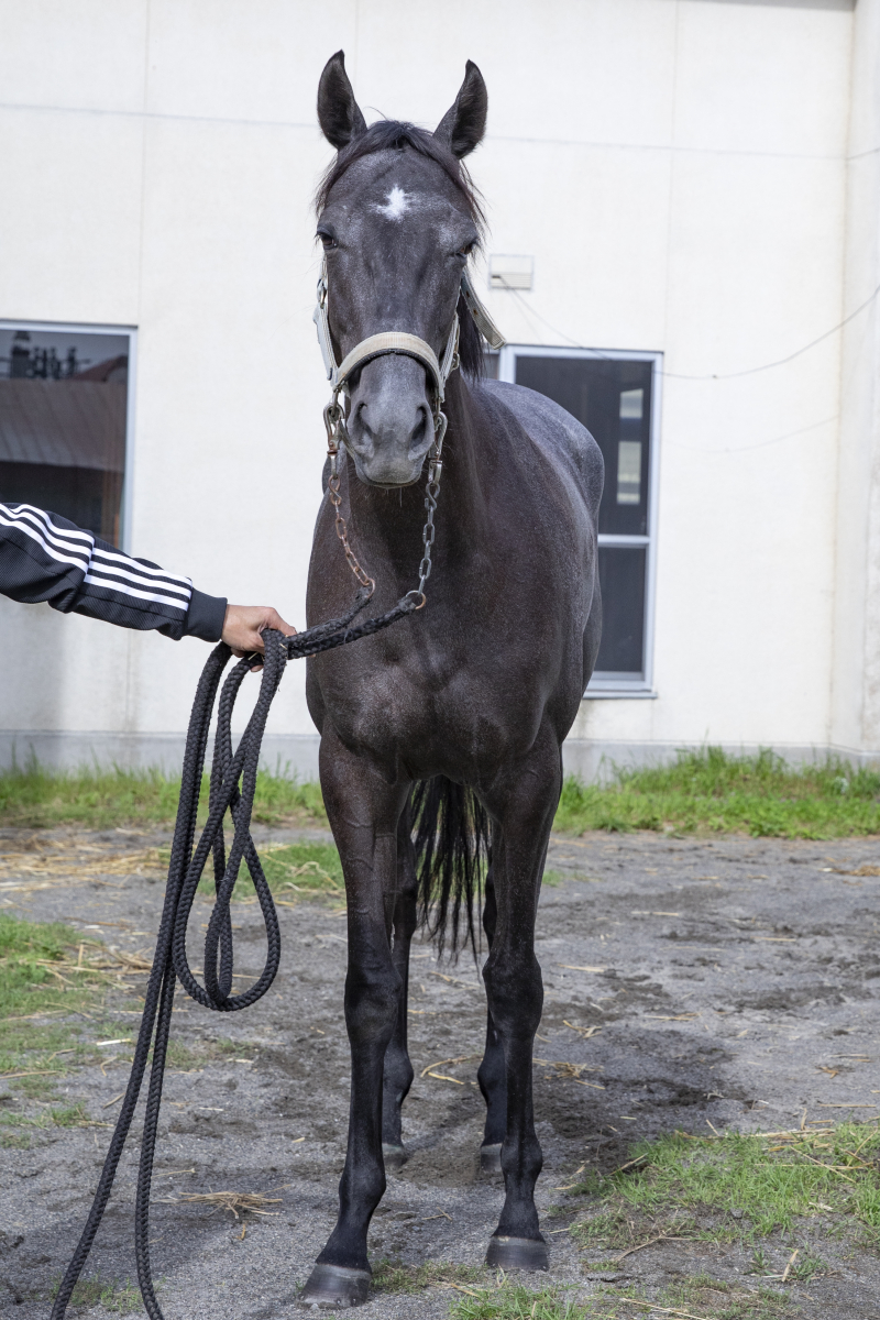 競馬 ショウリダバンザイ 実使用 ゼッケン 名牝(ゼッケン)｜売買