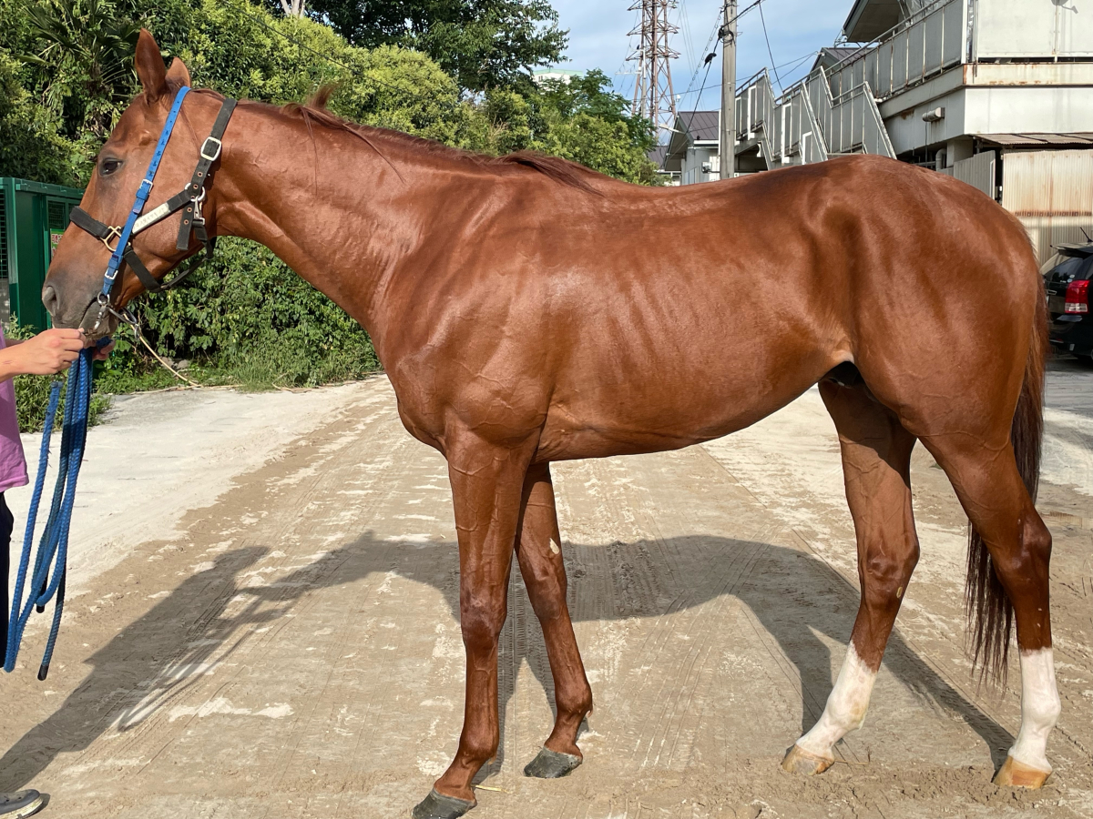 シマノダイヤモンド　　牡３歳　　※地方競馬　在籍_main1